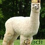 avatar King_Of_Alpacas