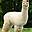 avatar King_Of_Alpacas