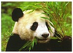 avatar MinhChau257