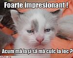 avatar Timur_Cadir