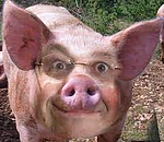 avatar cezaricamonkey
