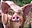 avatar cezaricamonkey