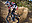 avatar chiri79