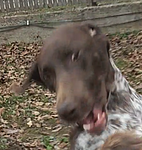 avatar dobri