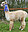 avatar gedica
