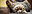 avatar ilincatalent