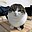 avatar mewcat